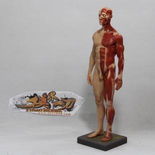 艺(医)人体肌肉模型1:6(防真男版)_礼品、工艺品、饰品_世界工厂网